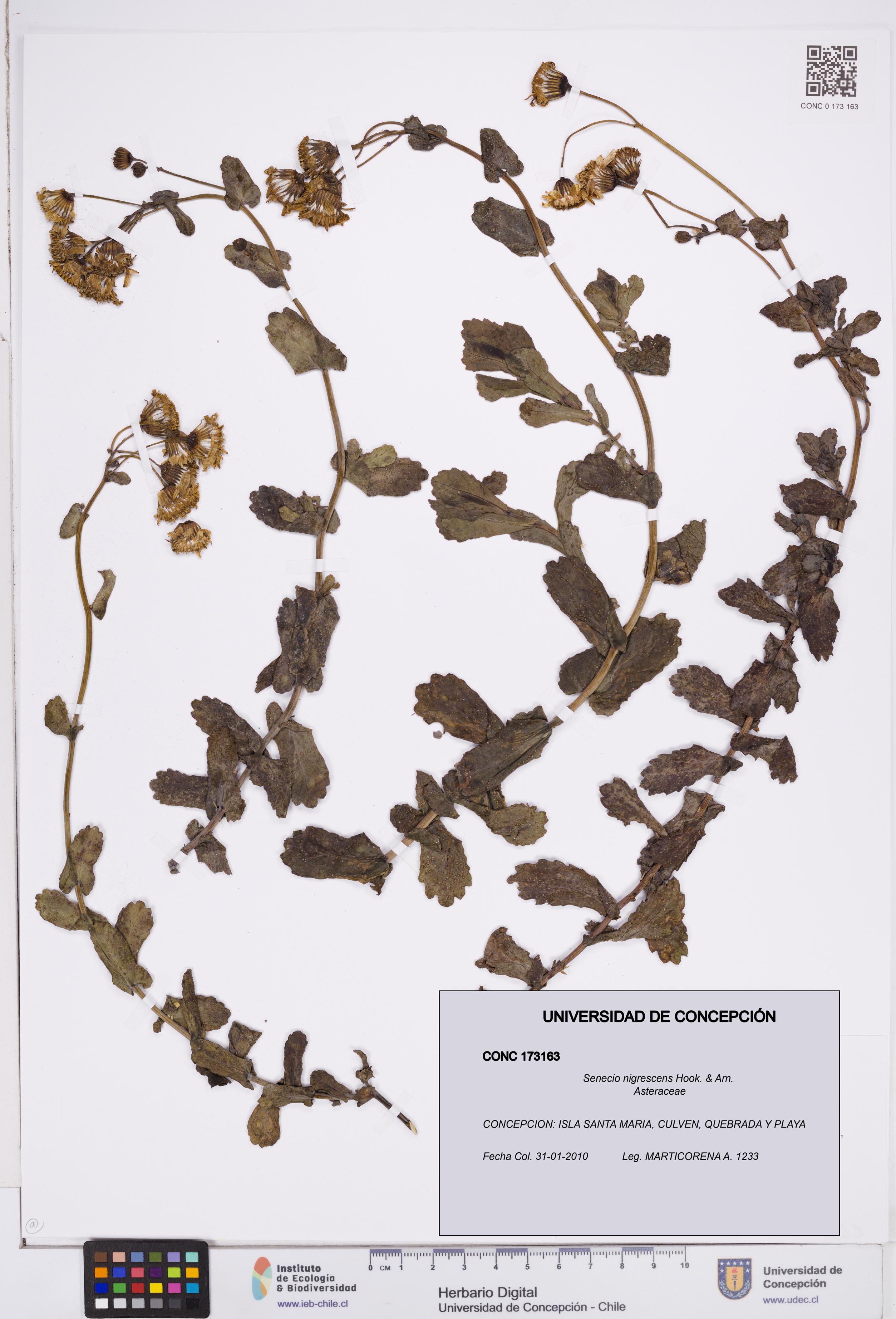 Senecio nigrescens [Espécimen: ]