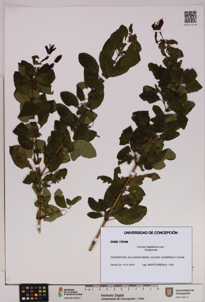 Fuchsia magellanica [Espécimen: UDEC:CONC:0173164]