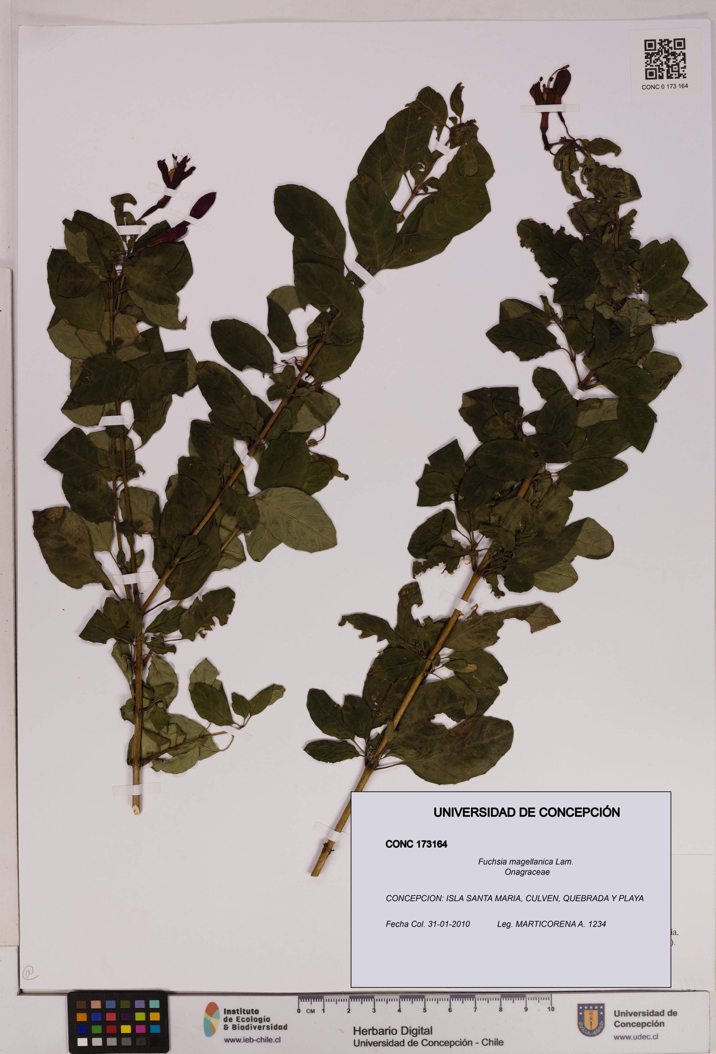 Fuchsia magellanica [Espécimen: UDEC:CONC:0173164]