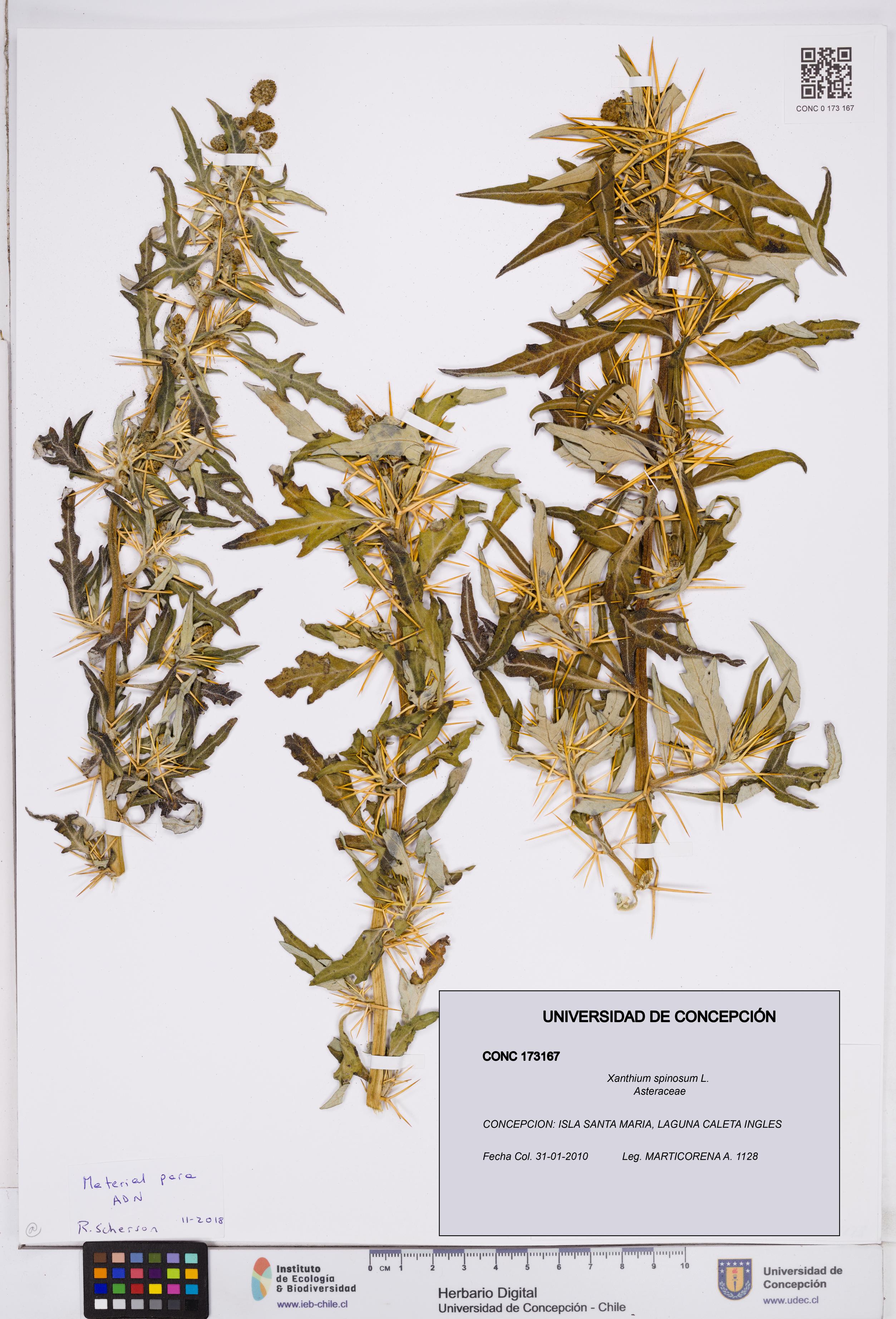 Xanthium spinosum [Espécimen: ]