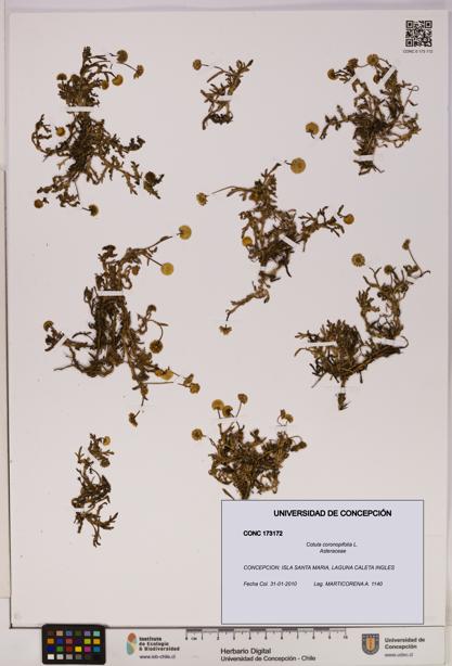 Cotula coronopifolia [Espécimen: UDEC:CONC:0173172]