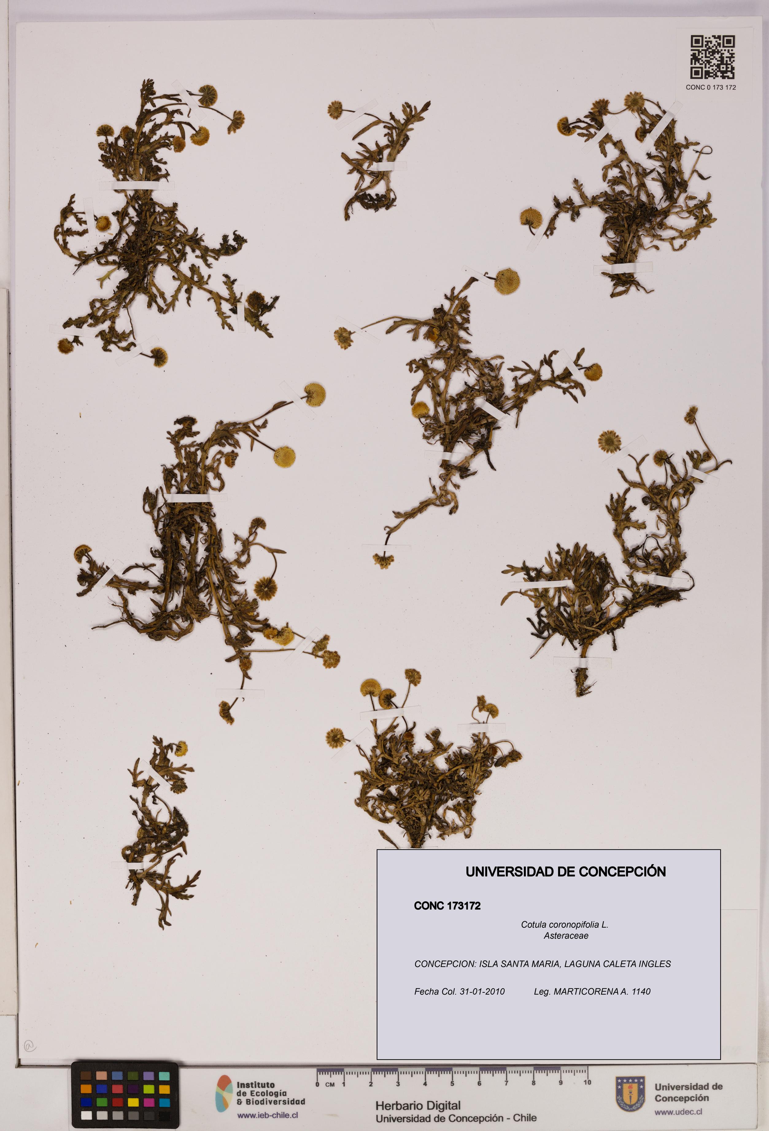 Cotula coronopifolia [Espécimen: UDEC:CONC:0173172]