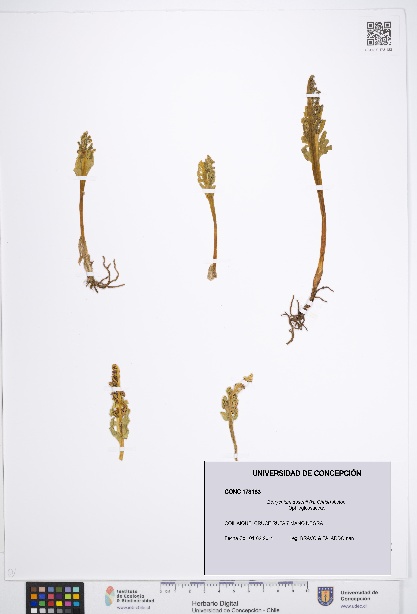 Botrychium dusenii [Espécimen: UDEC:CONC:0173183]