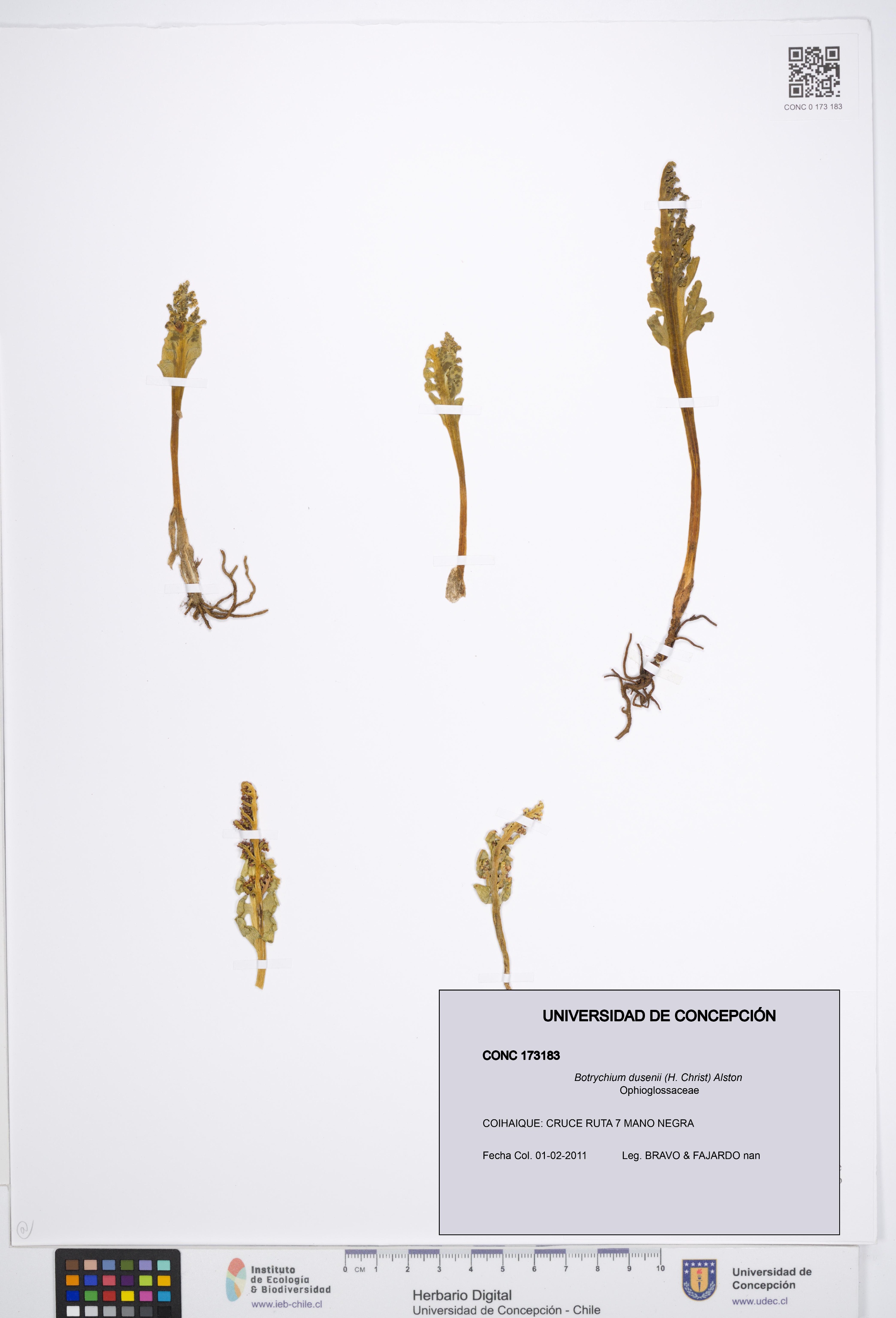 Botrychium dusenii [Espécimen: UDEC:CONC:0173183]