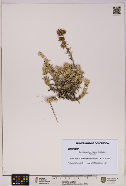 Gamochaeta aliena [Espécimen: UDEC:CONC:0173187]