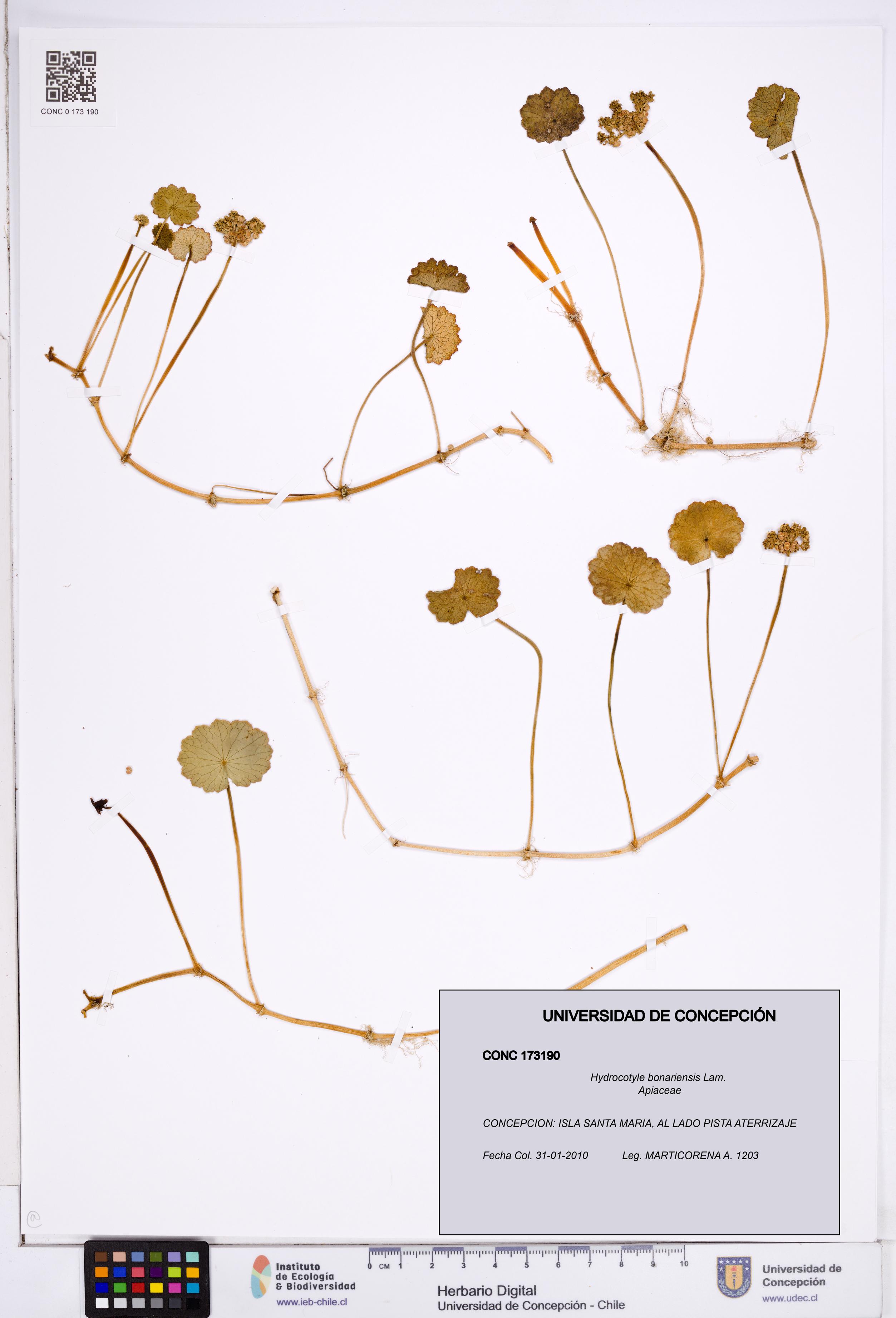 Hydrocotyle bonariensis [Espécimen: ]