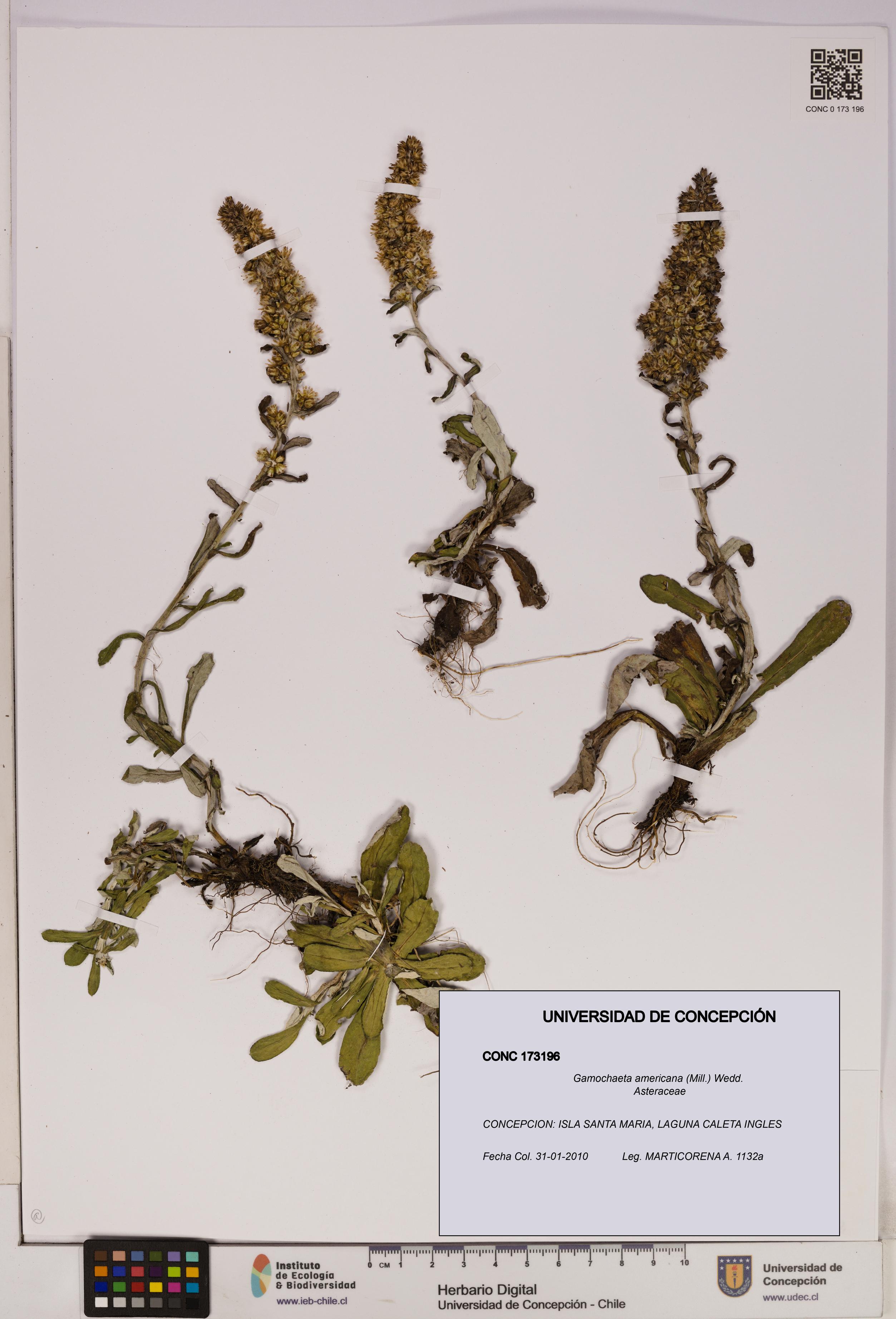 Gamochaeta americana [Espécimen: UDEC:CONC:0173196]