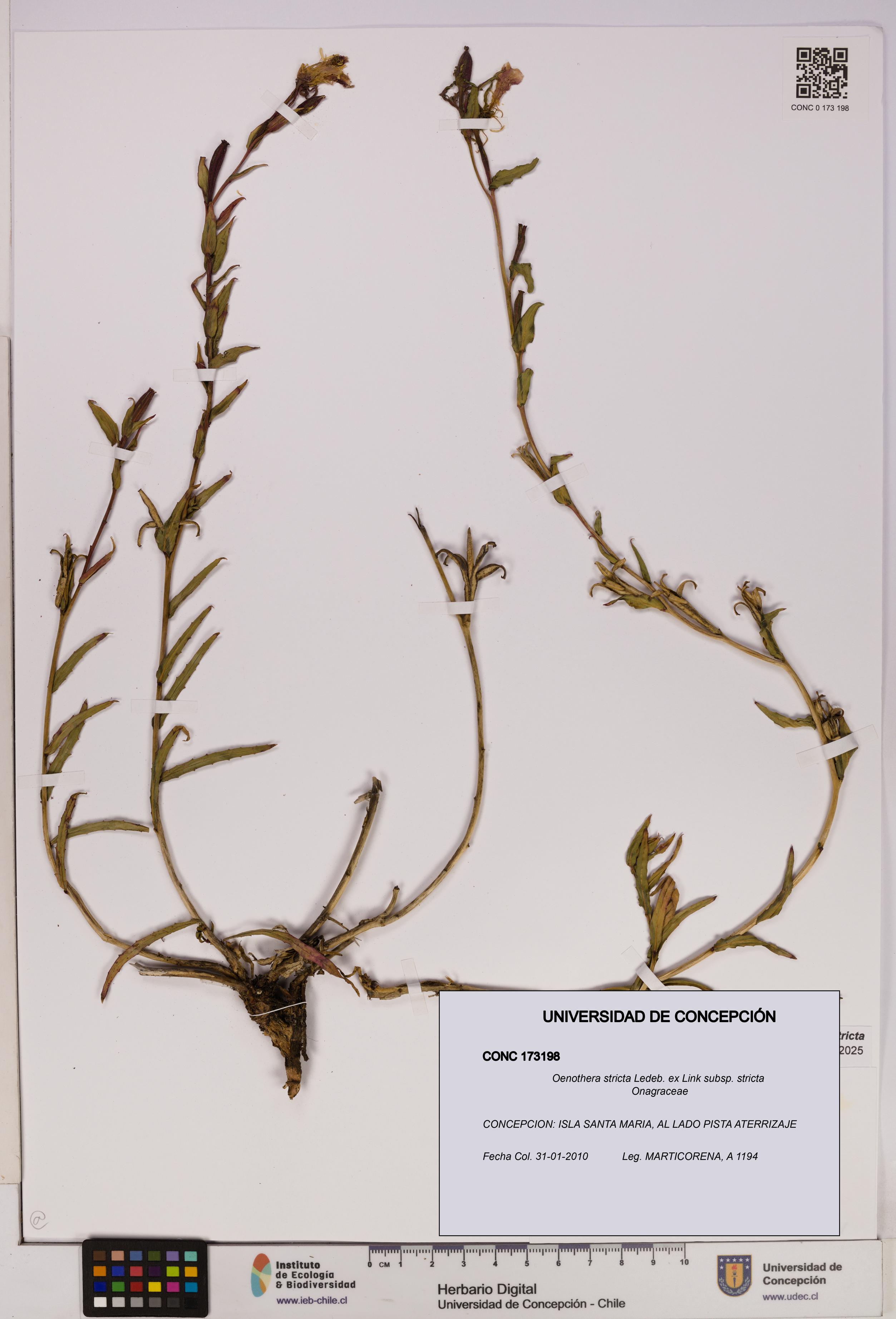 Oenothera stricta subsp. stricta [Espécimen: UDEC:CONC:0173198]