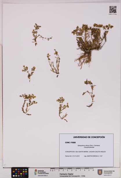 Spergularia villosa [Espécimen: UDEC:CONC:0173202]