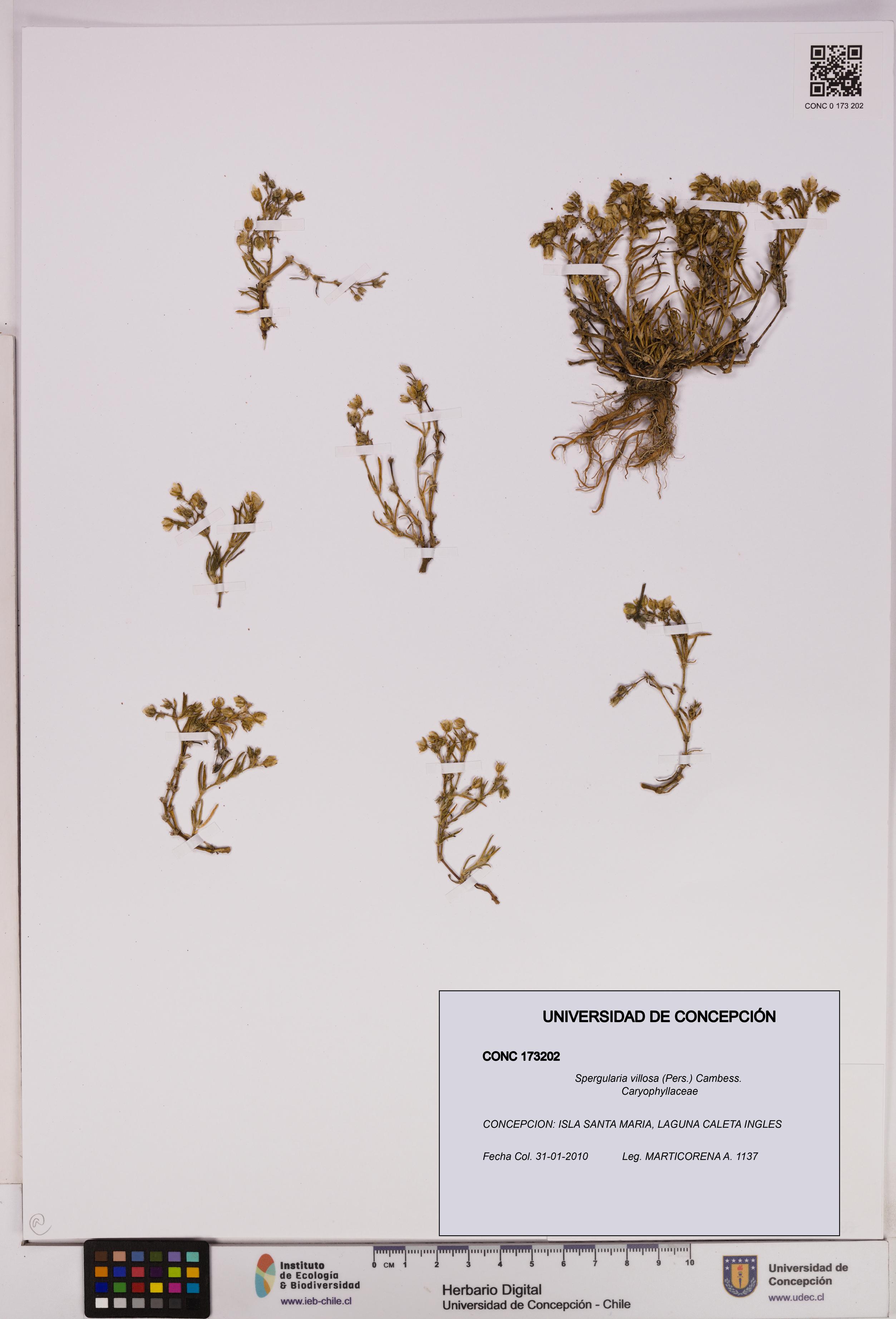 Spergularia villosa [Espécimen: UDEC:CONC:0173202]