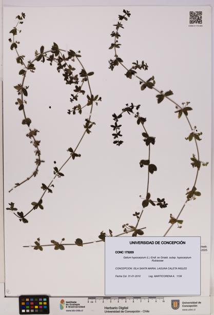 Galium hypocarpium subsp. hypocarpium [Espécimen: UDEC:CONC:0173203]