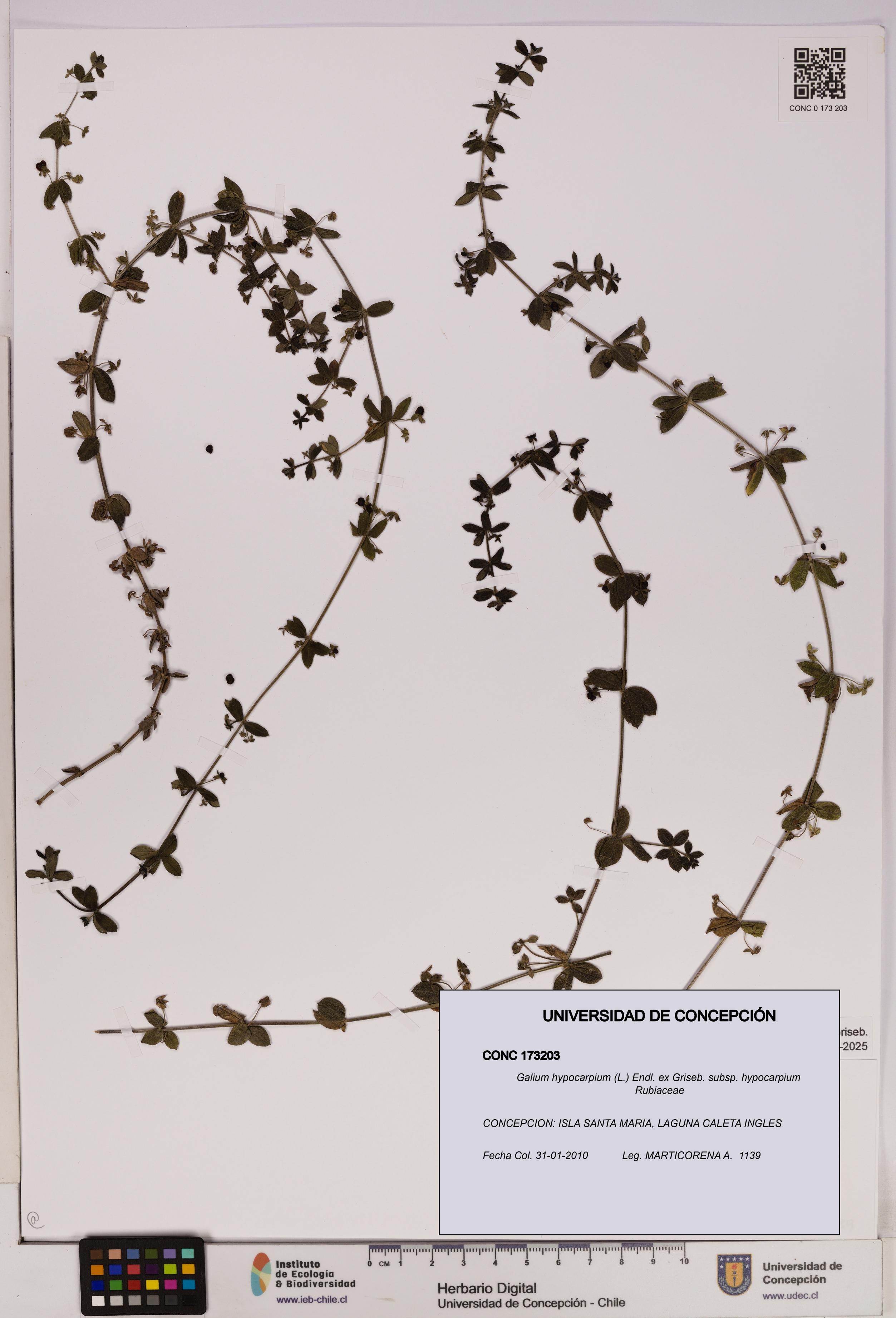 Galium hypocarpium subsp. hypocarpium [Espécimen: UDEC:CONC:0173203]