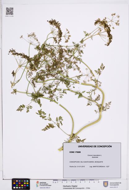 Conium maculatum [Espécimen: ]