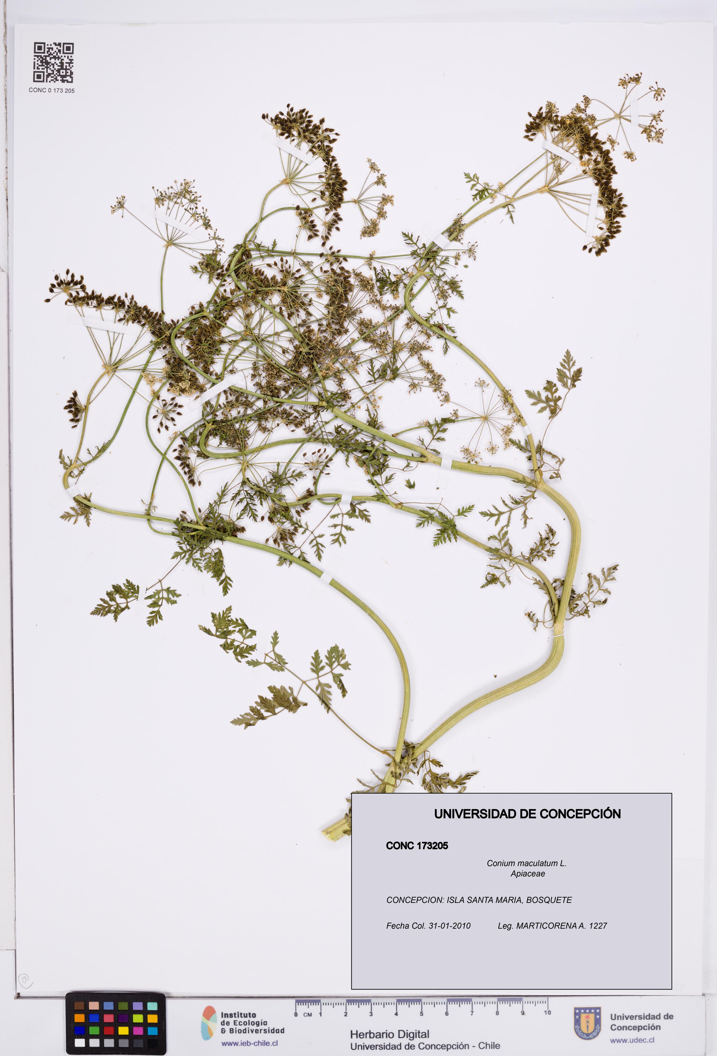 Conium maculatum [Espécimen: ]