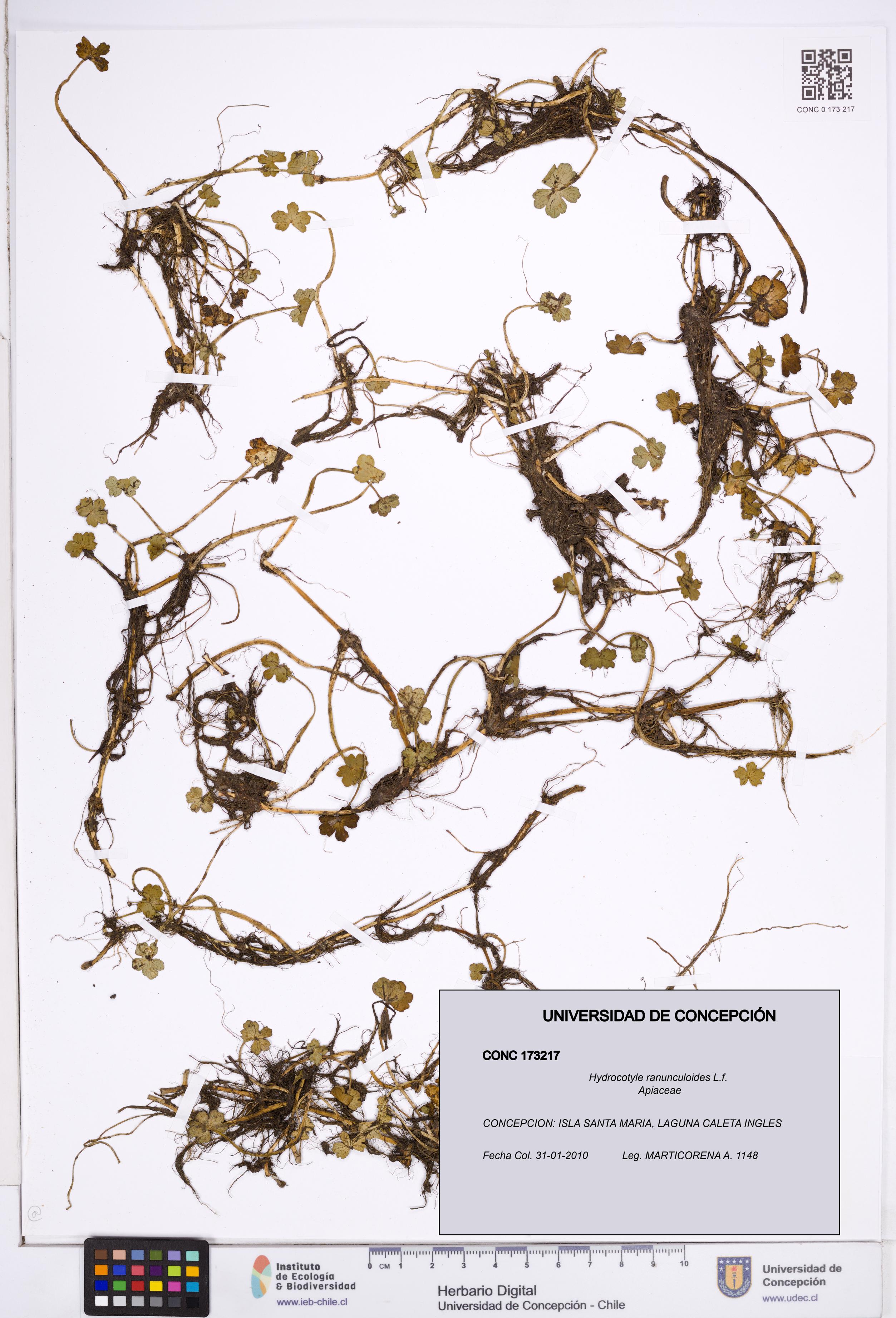 Hydrocotyle ranunculoides [Espécimen: ]
