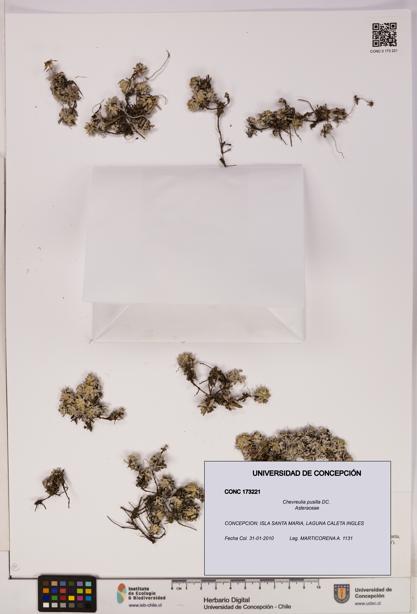 Chevreulia pusilla [Espécimen: UDEC:CONC:0173221]