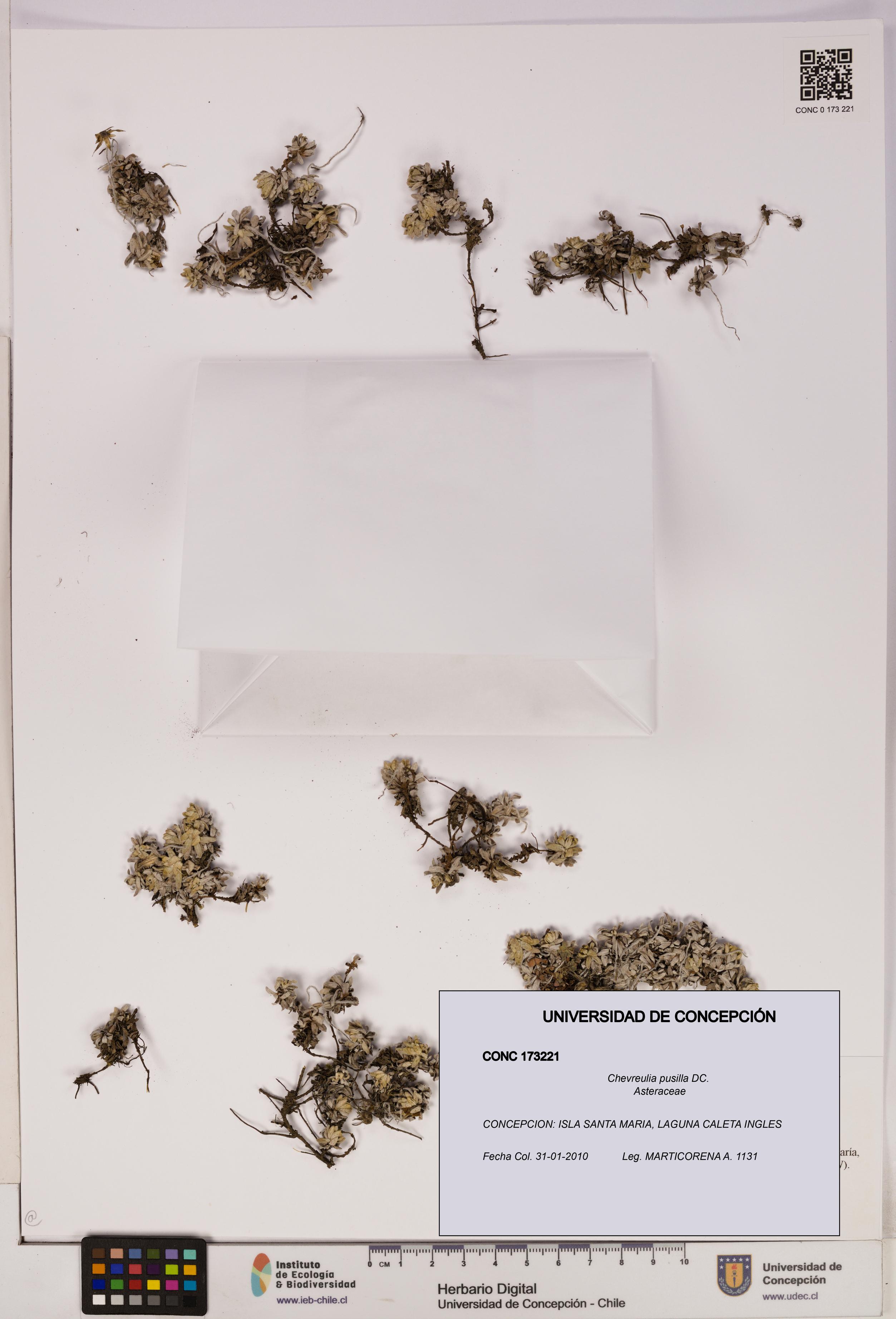 Chevreulia pusilla [Espécimen: UDEC:CONC:0173221]