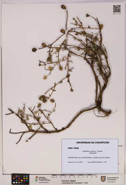 Cladanthus mixtus [Espécimen: UDEC:CONC:0173224]