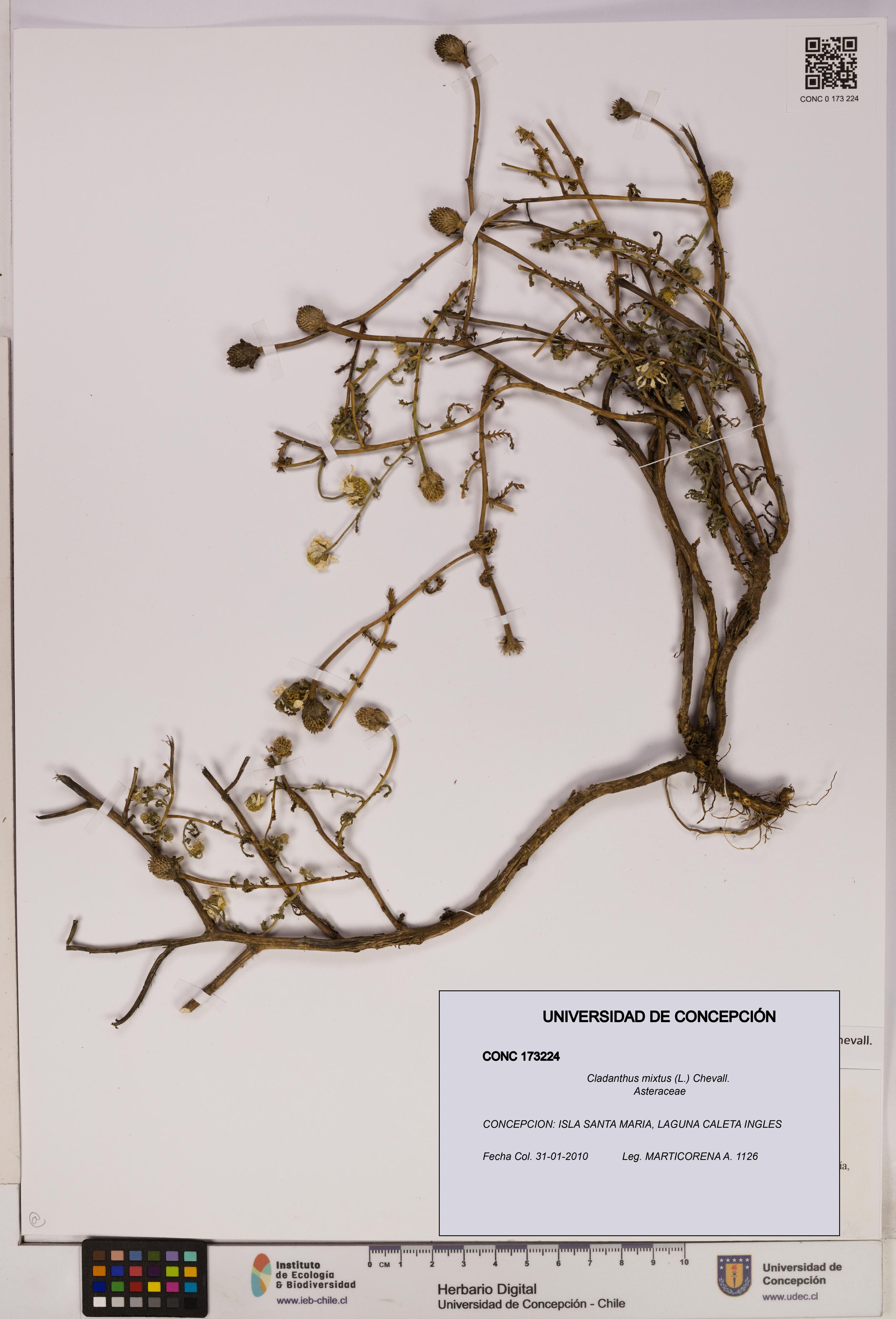 Cladanthus mixtus [Espécimen: UDEC:CONC:0173224]