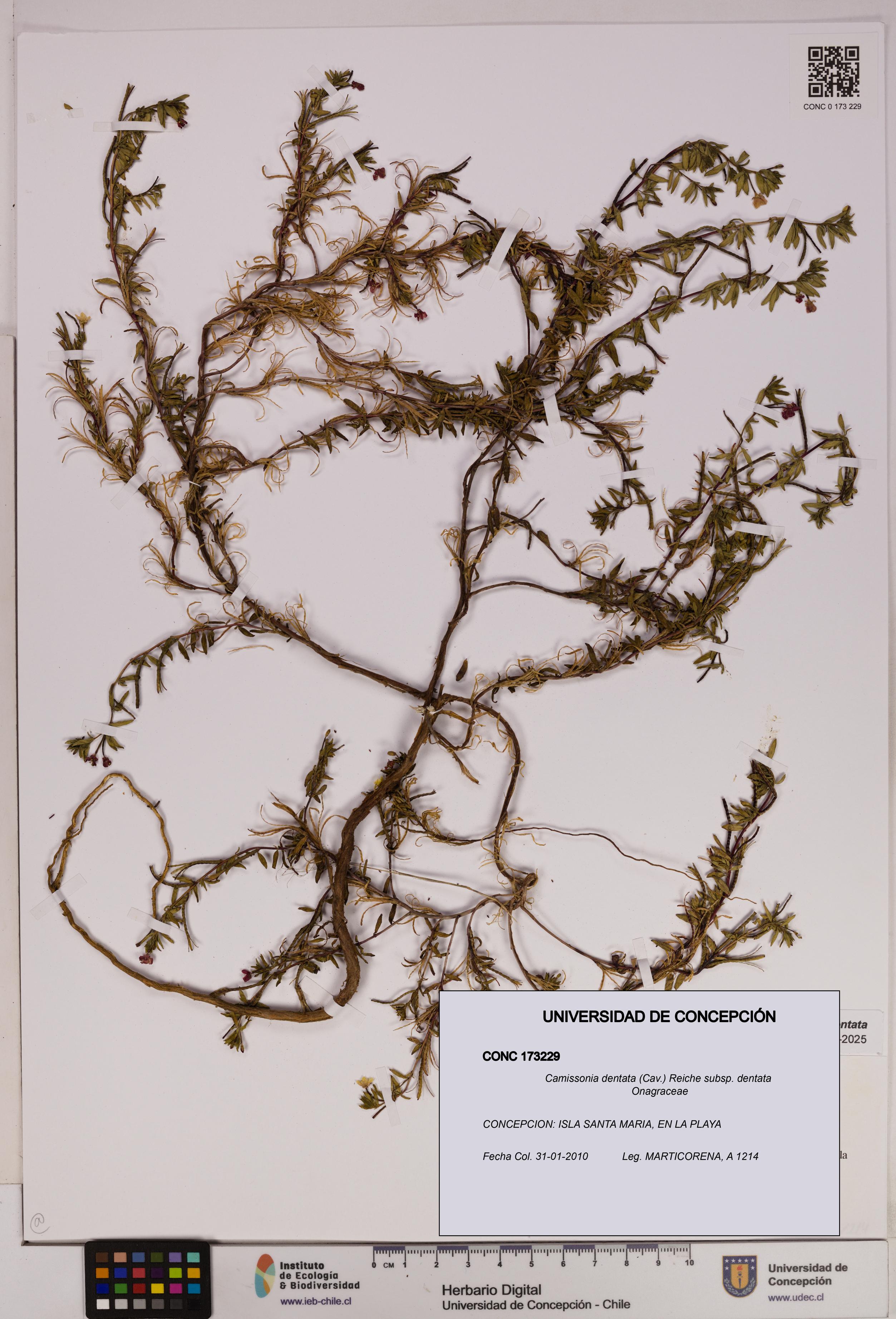 Camissonia dentata [Espécimen: UDEC:CONC:0173229]