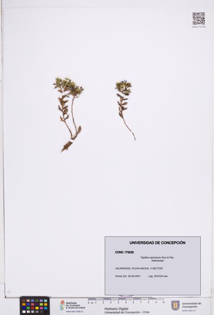Triptilion spinosum [Espécimen: ]