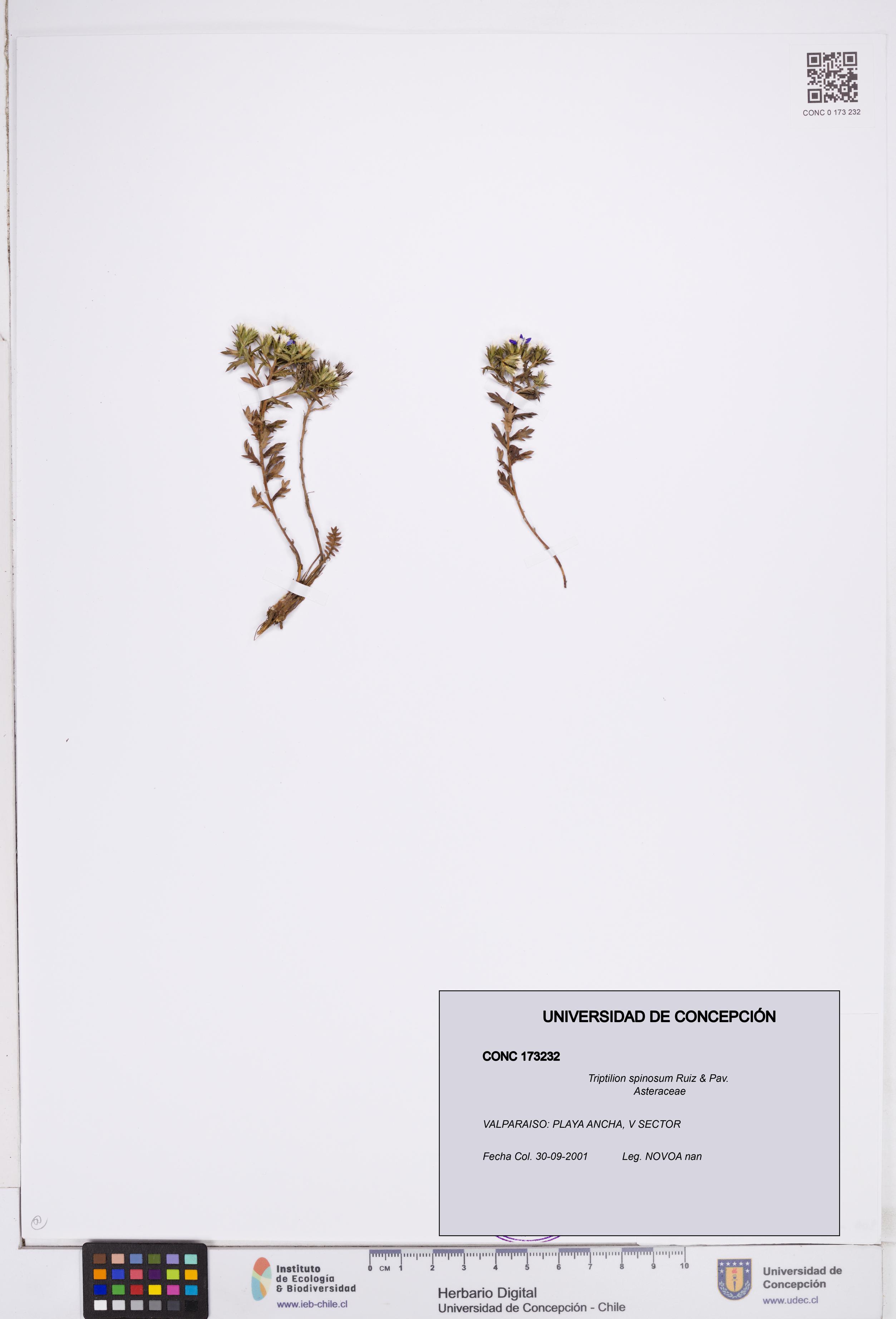 Triptilion spinosum [Espécimen: ]