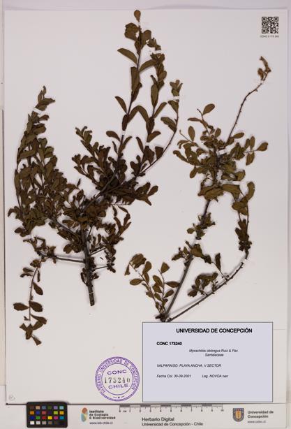 Myoschilos oblongus [Espécimen: UDEC:CONC:0173240]