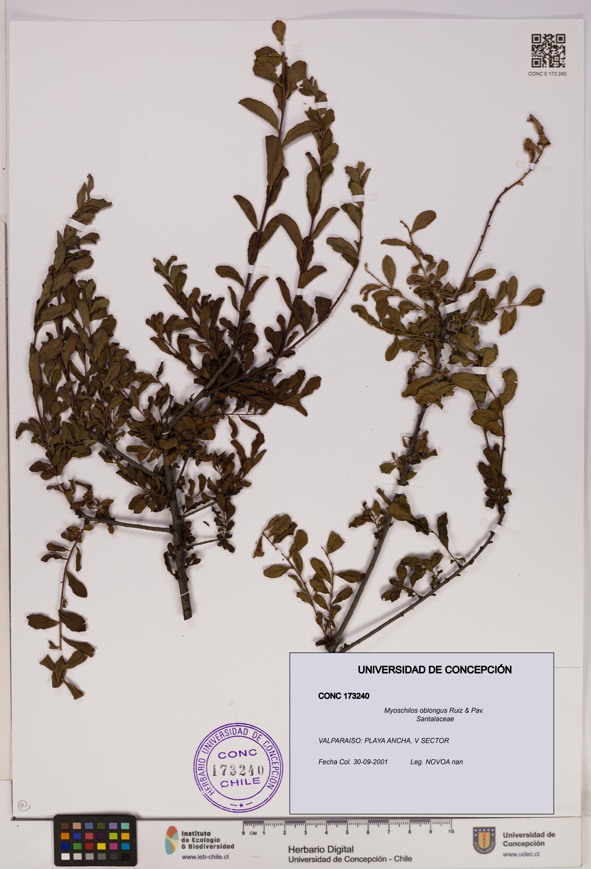 Myoschilos oblongus [Espécimen: UDEC:CONC:0173240]