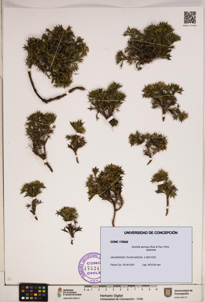 Azorella spinosa [Espécimen: ]