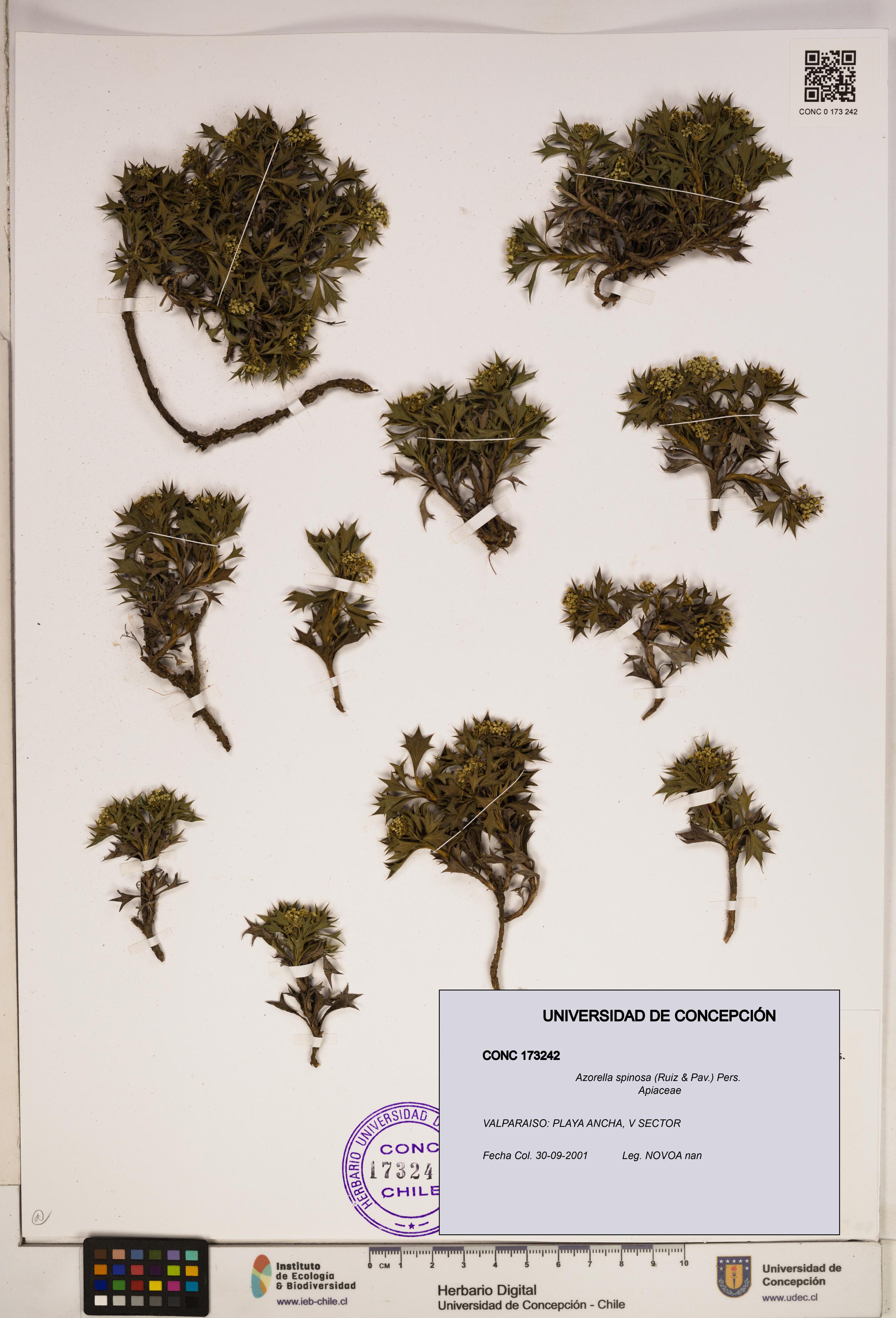 Azorella spinosa [Espécimen: ]