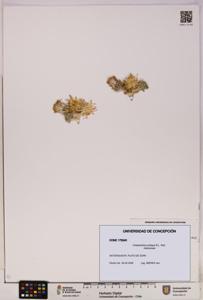 Chaetanthera philippii [Espécimen: UDEC:CONC:0173243]