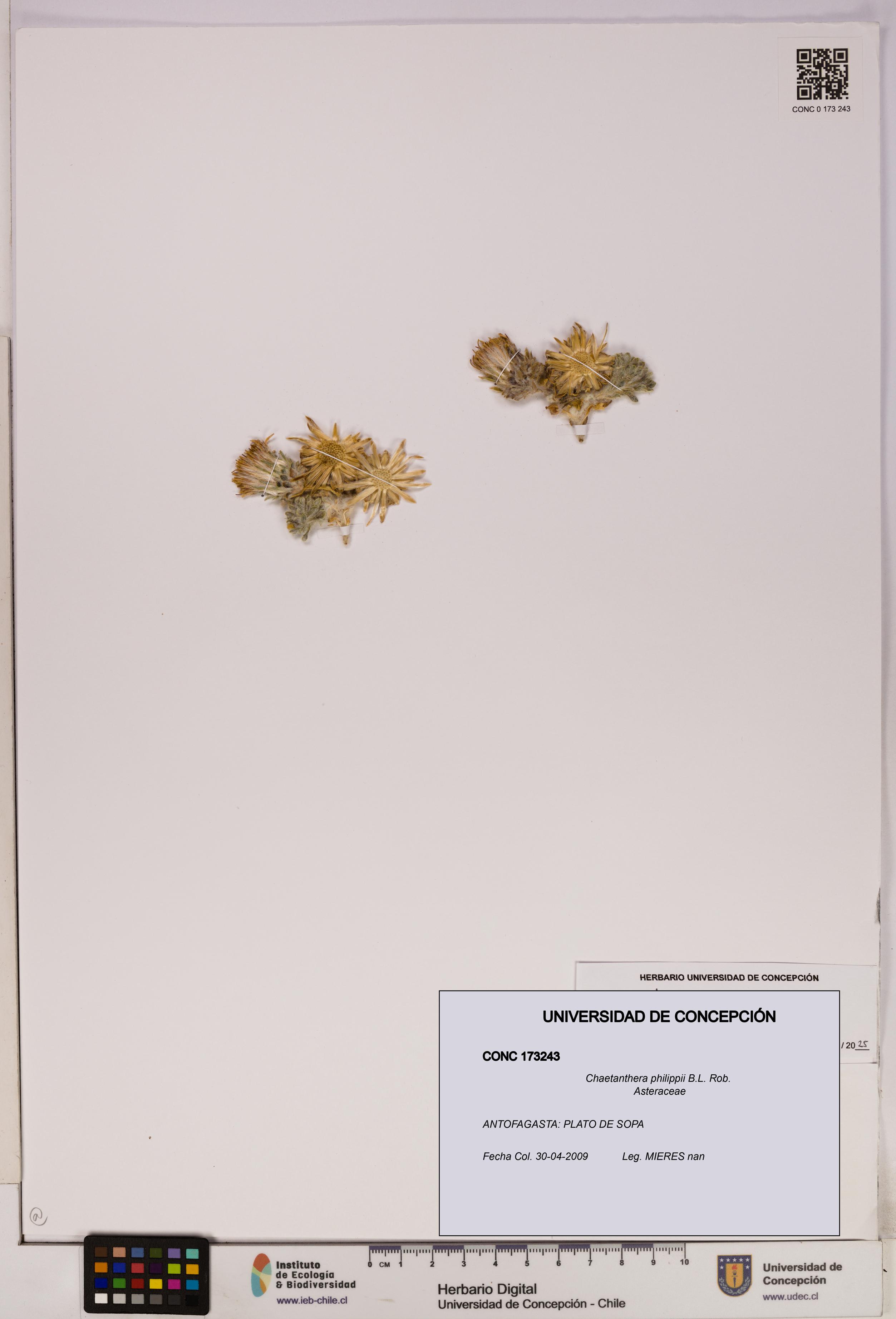 Chaetanthera philippii [Espécimen: UDEC:CONC:0173243]