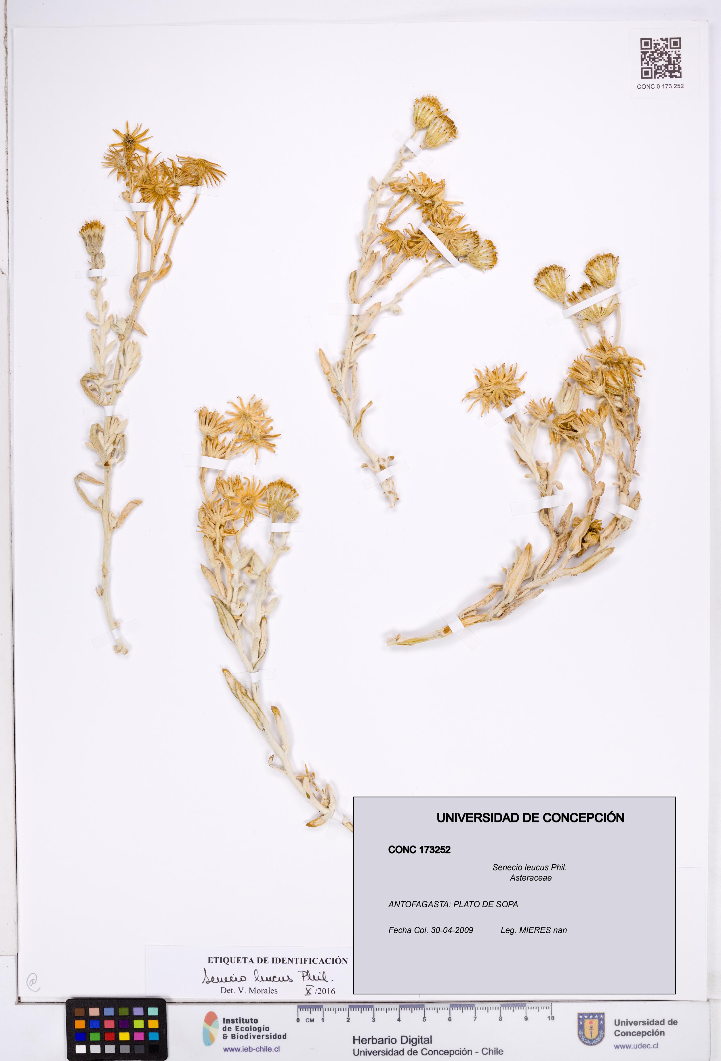 Senecio leucus [Espécimen: ]