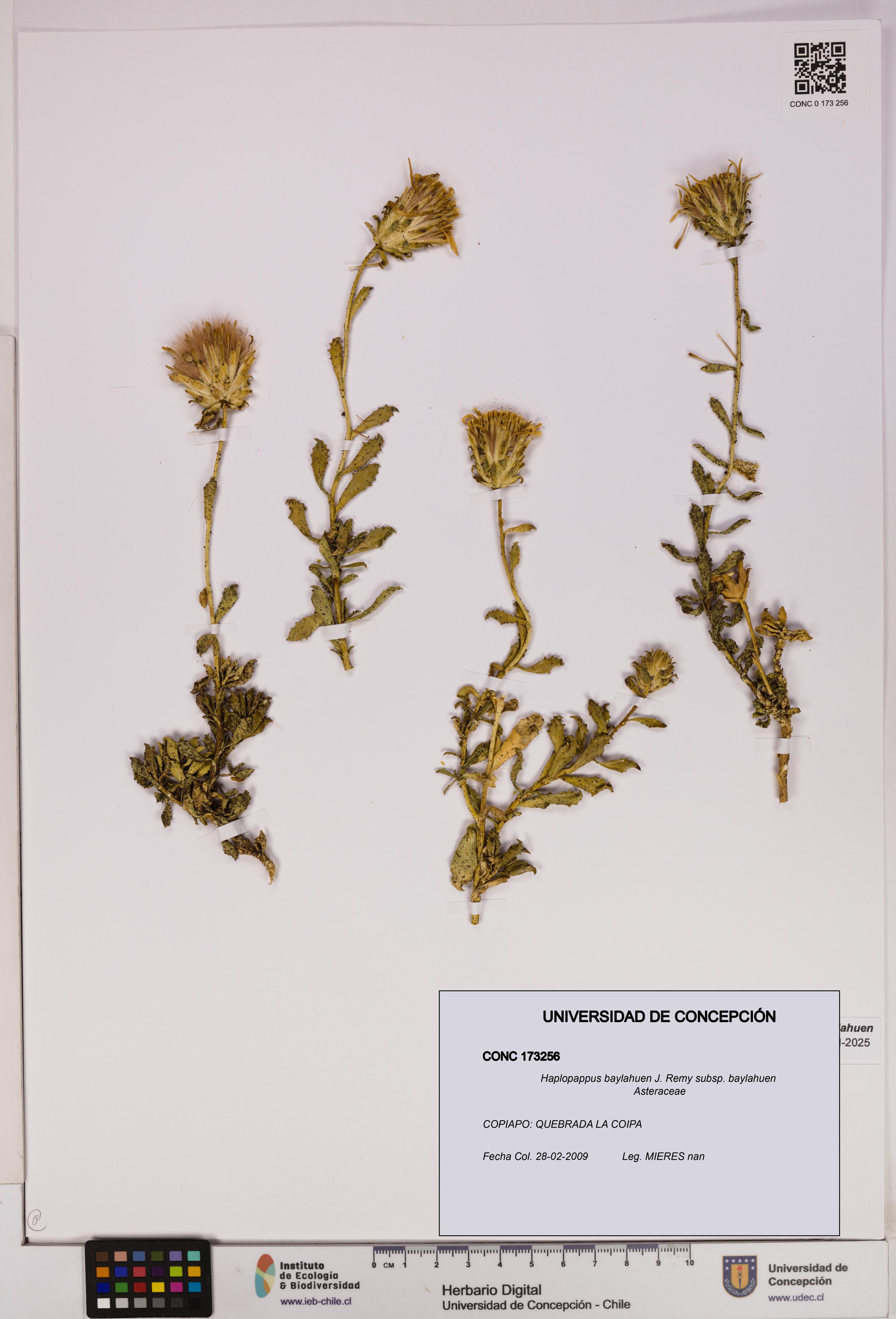 Haplopappus baylahuen subsp. baylahuen [Espécimen: UDEC:CONC:0173256]