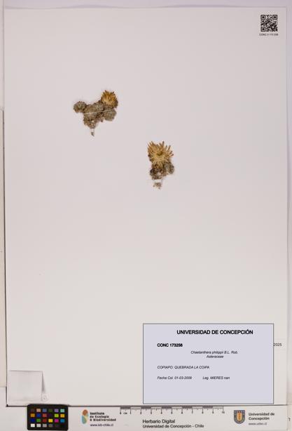 Chaetanthera philippii [Espécimen: UDEC:CONC:0173258]