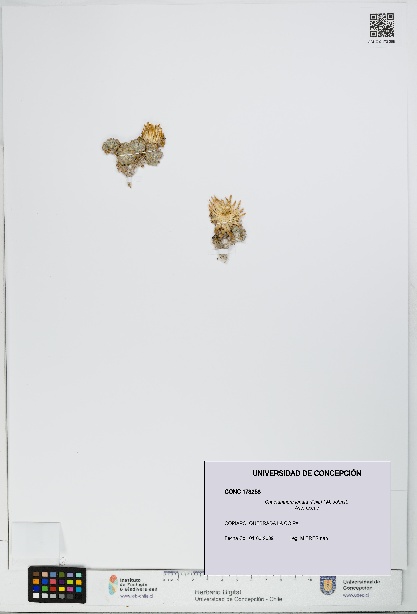 Chaetanthera lanata [Espécimen: UDEC:CONC:0173258]