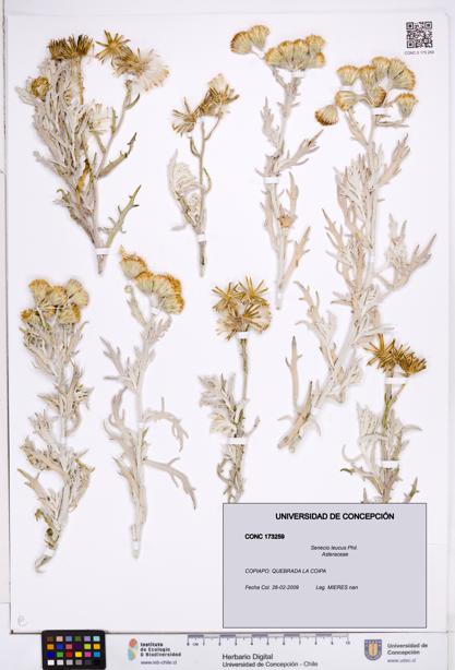 Senecio leucus [Espécimen: ]