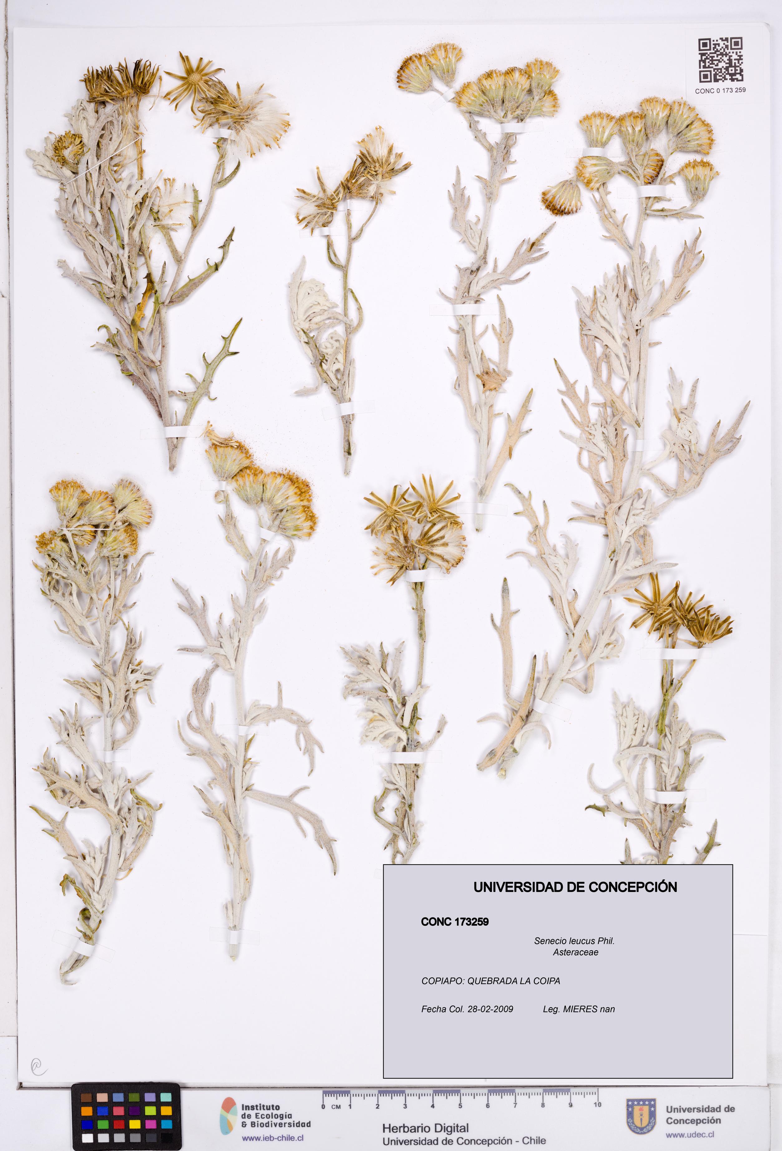 Senecio leucus [Espécimen: ]