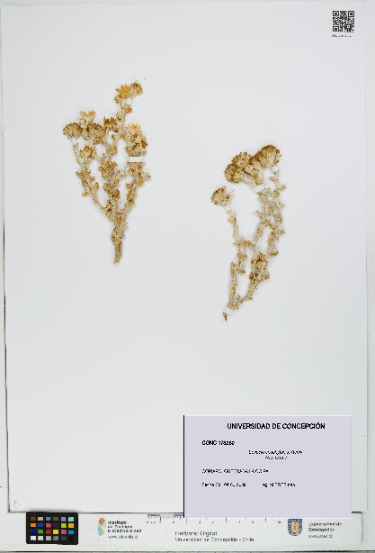 Senecio eriophyton [Espécimen: UDEC:CONC:0173260]