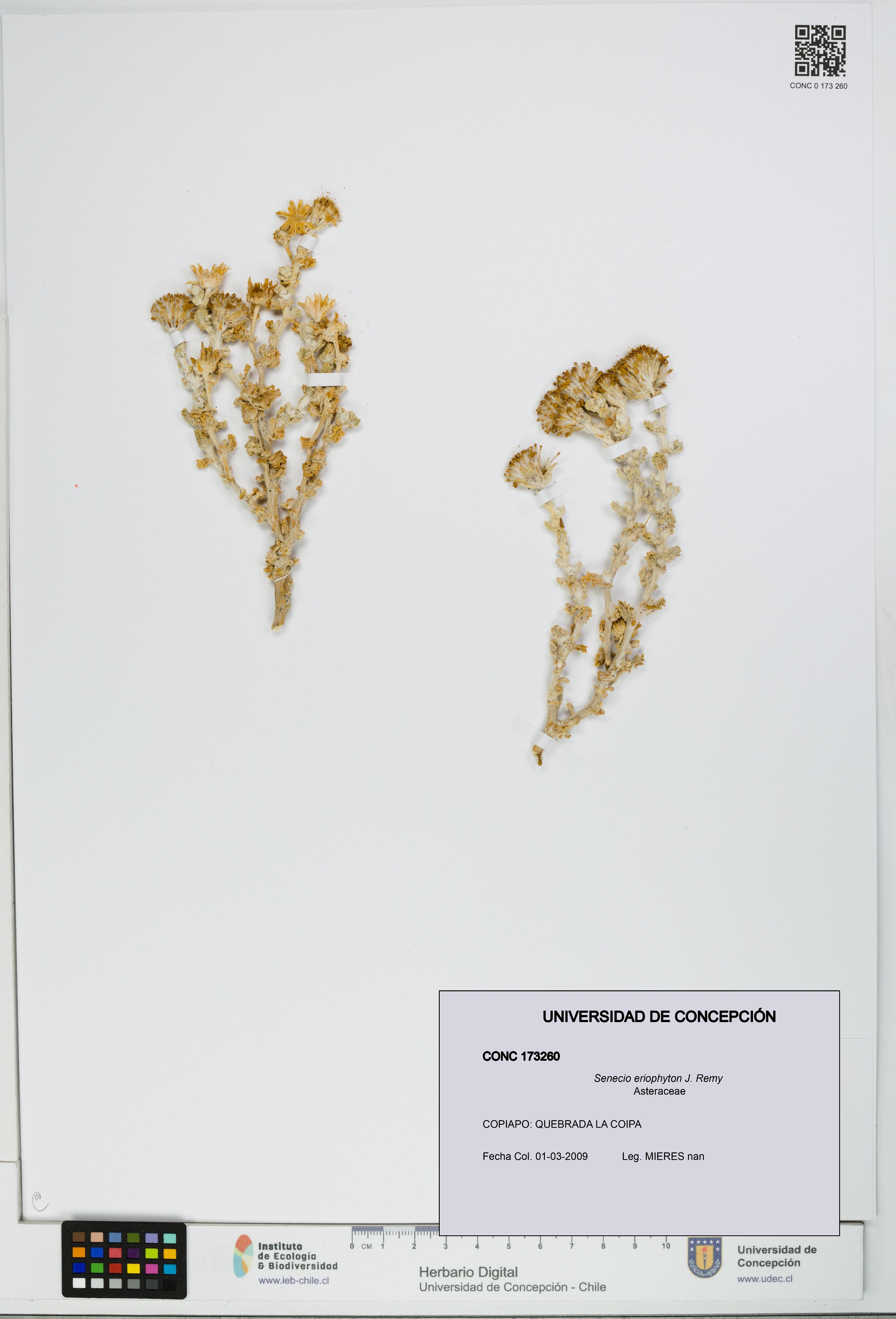 Senecio eriophyton [Espécimen: UDEC:CONC:0173260]