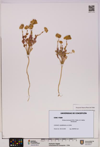 Silvaea barneoudii [Espécimen: UDEC:CONC:0173263]