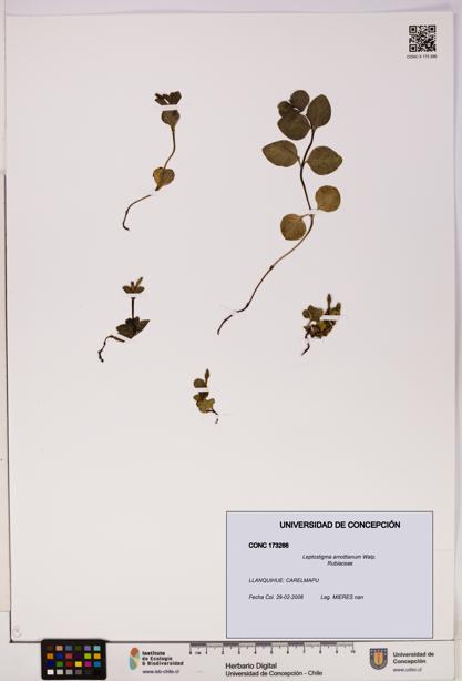 Leptostigma arnottianum [Espécimen: UDEC:CONC:0173266]