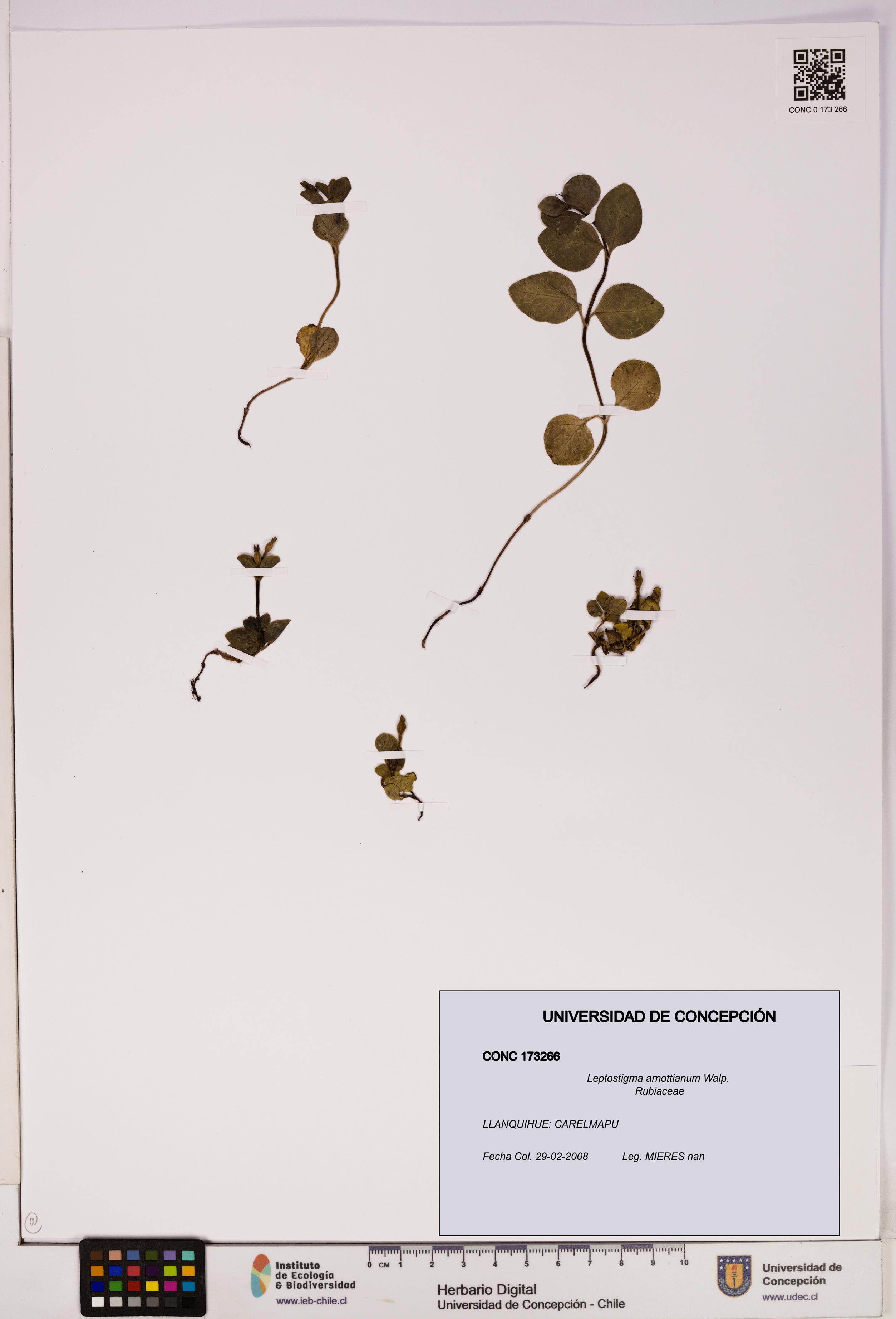 Leptostigma arnottianum [Espécimen: UDEC:CONC:0173266]