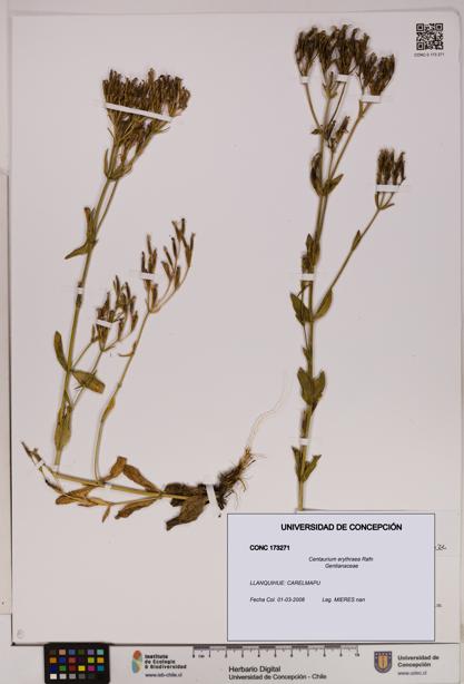 Centaurium erythraea [Espécimen: UDEC:CONC:0173271]
