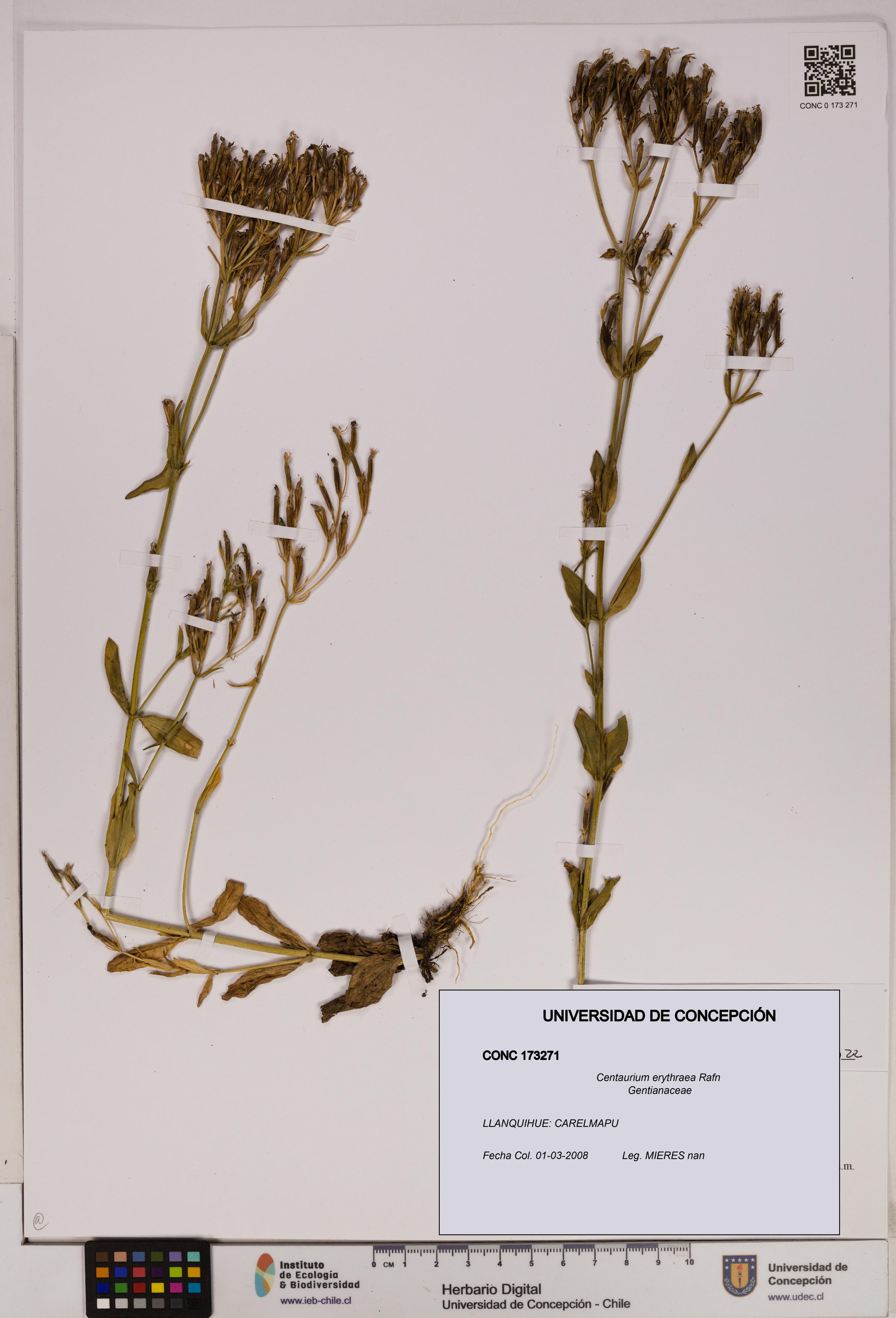Centaurium erythraea [Espécimen: UDEC:CONC:0173271]