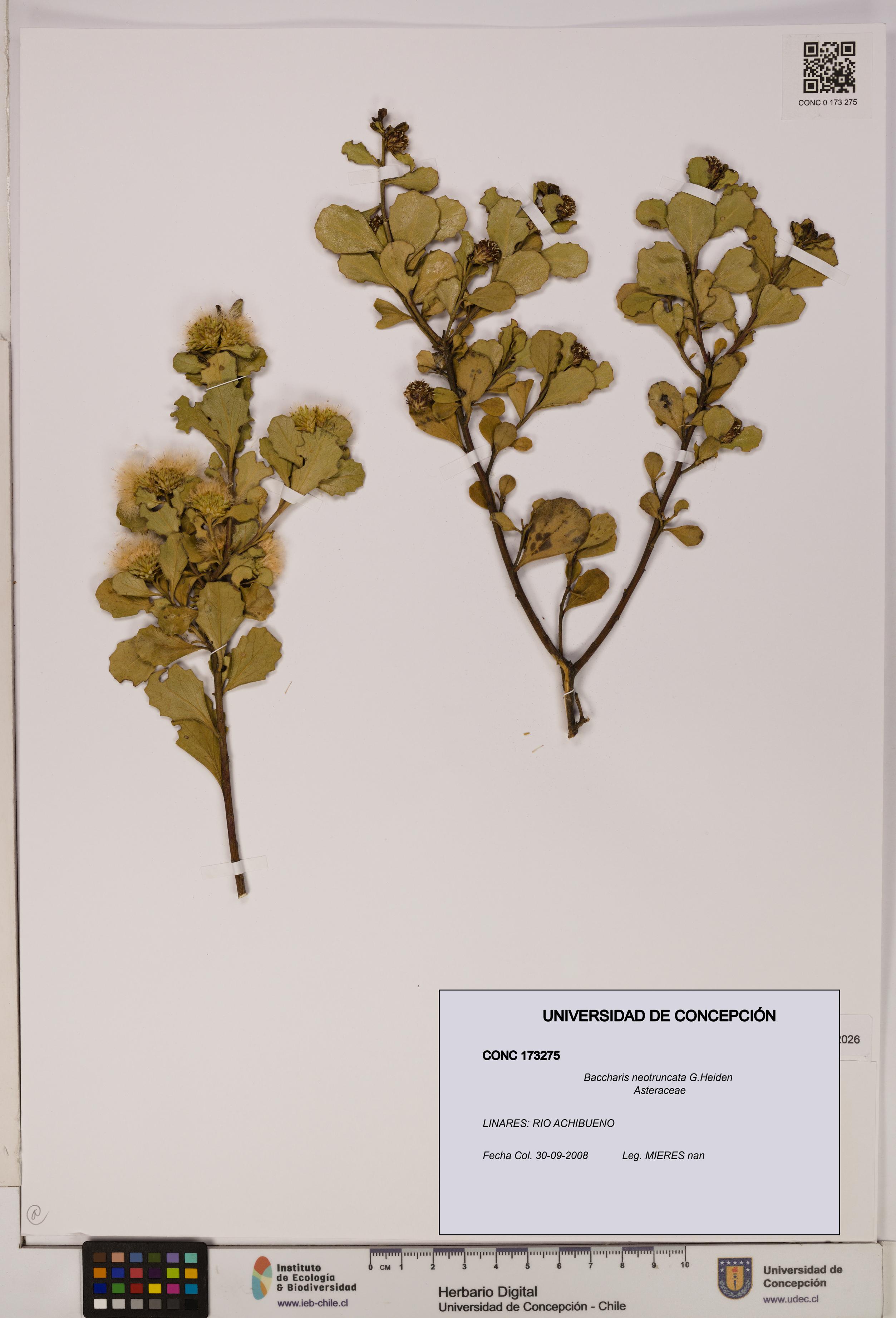 Baccharis neotruncata [Espécimen: UDEC:CONC:0173275]