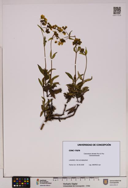 Calceolaria dentata [Espécimen: UDEC:CONC:0173276]