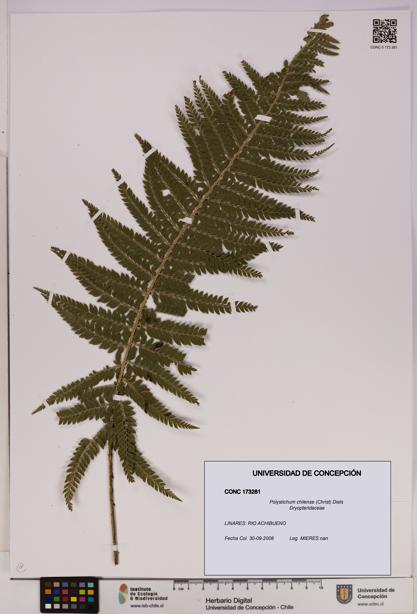 Polystichum chilense [Espécimen: UDEC:CONC:0173281]