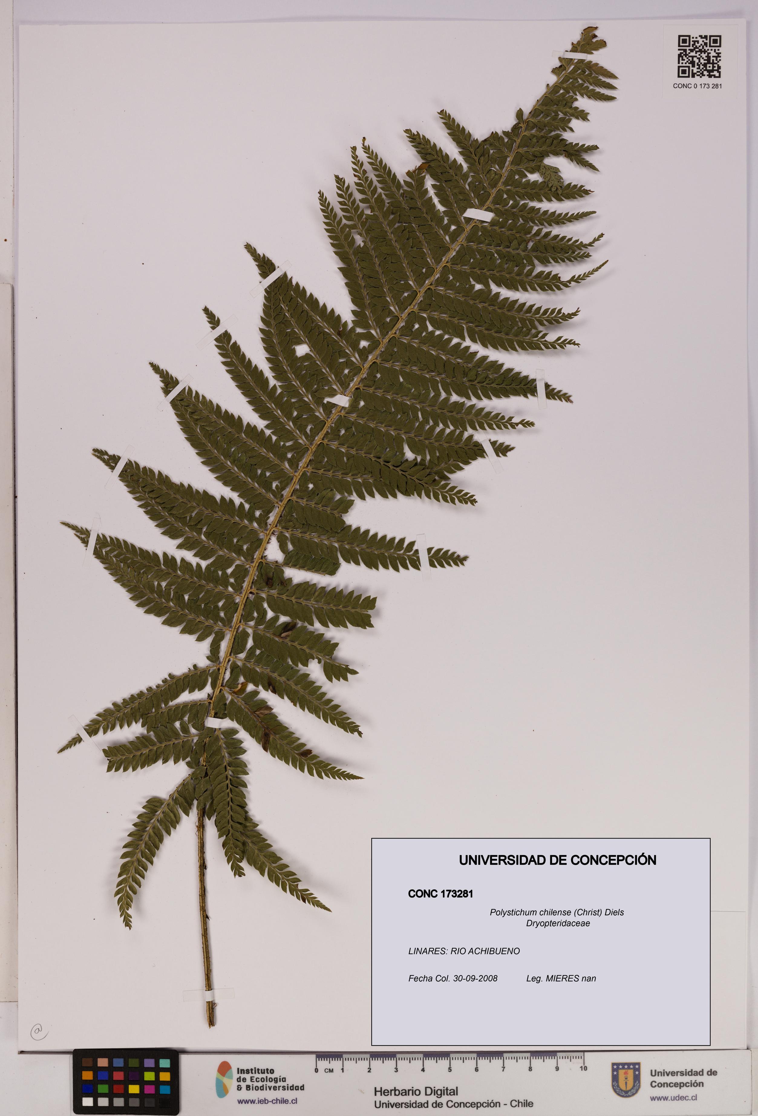 Polystichum chilense [Espécimen: UDEC:CONC:0173281]