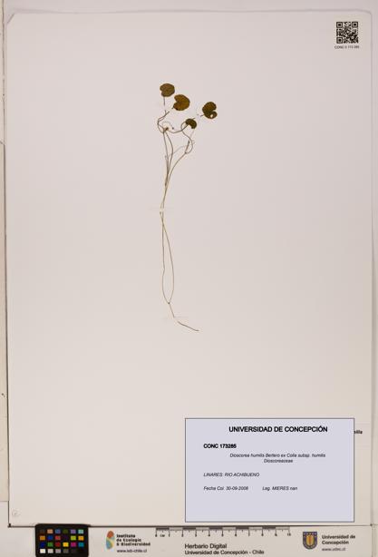 Dioscorea humilis subsp. humilis [Espécimen: ]
